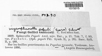 Mycosphaerella populi image